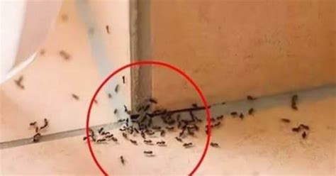 睡覺腳可以對門嗎 家裡突然出現大量螞蟻